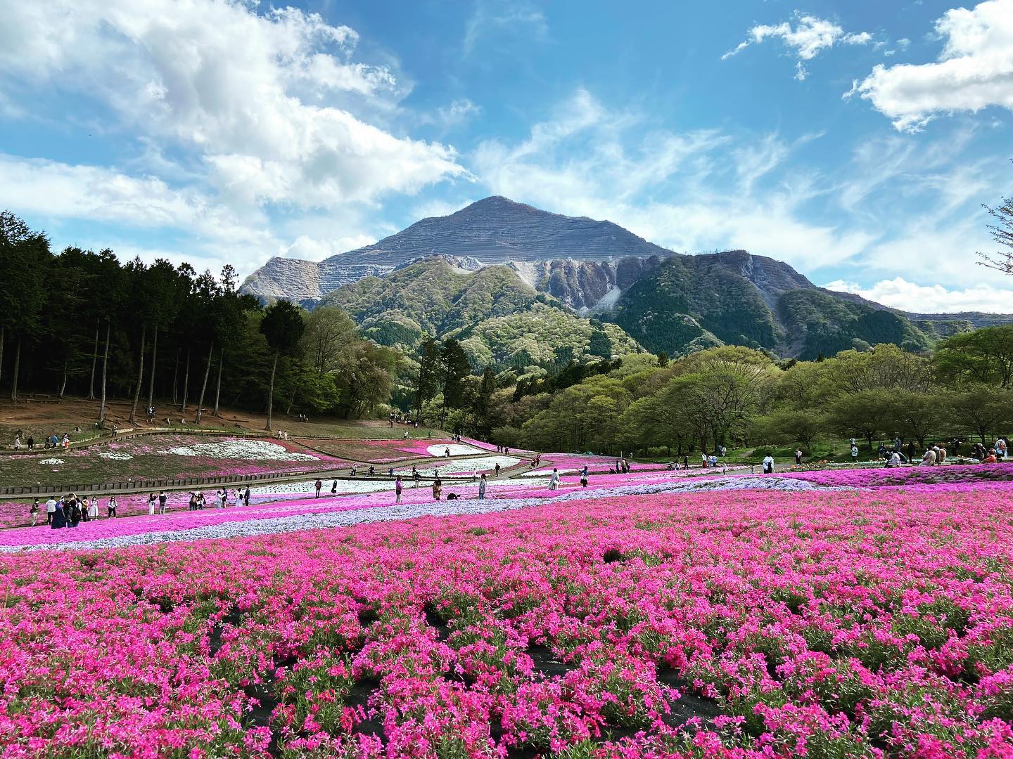 羊山公園　芝桜の丘